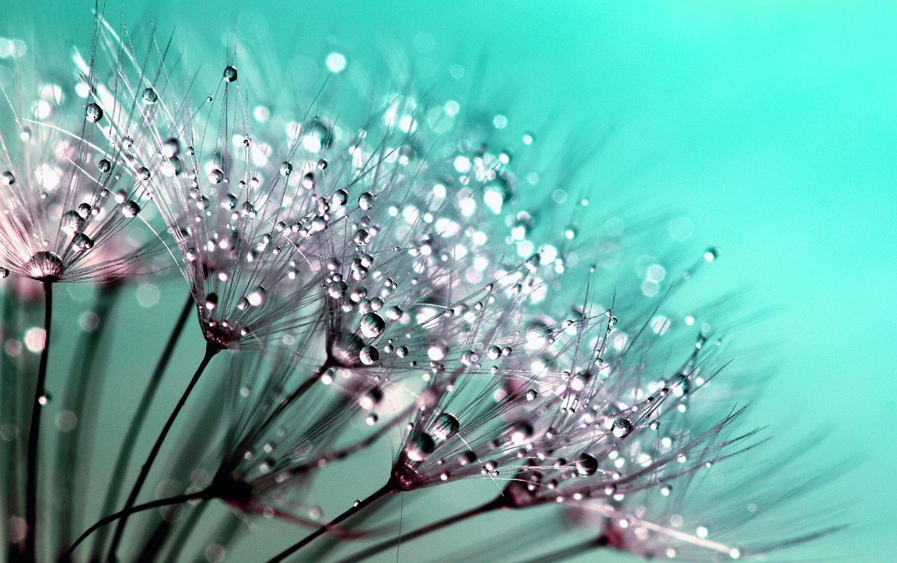 dandelion, seeds, windows wallpaper-445228.jpg