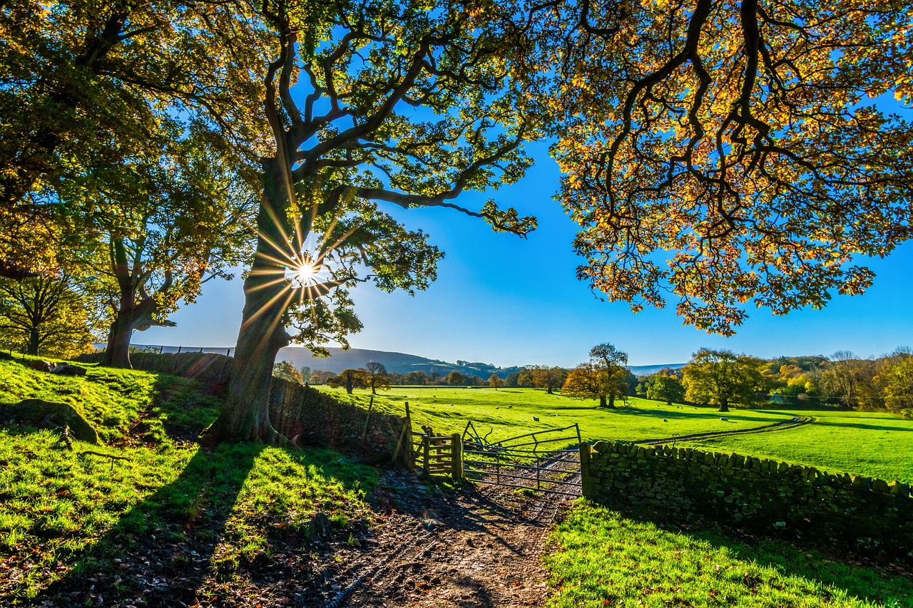 trees, farm, fence, farmland, stone fence, pastures, sunlight, grass, grasslands, fields, meadows, yorkshire, autumn, sunshine, morning, landscape, farm gate, farm track, light, agriculture, stone wall, rustic, farm, farm, farm, farm, farm, sunshine, sunshine, morning, morning, nature, morning